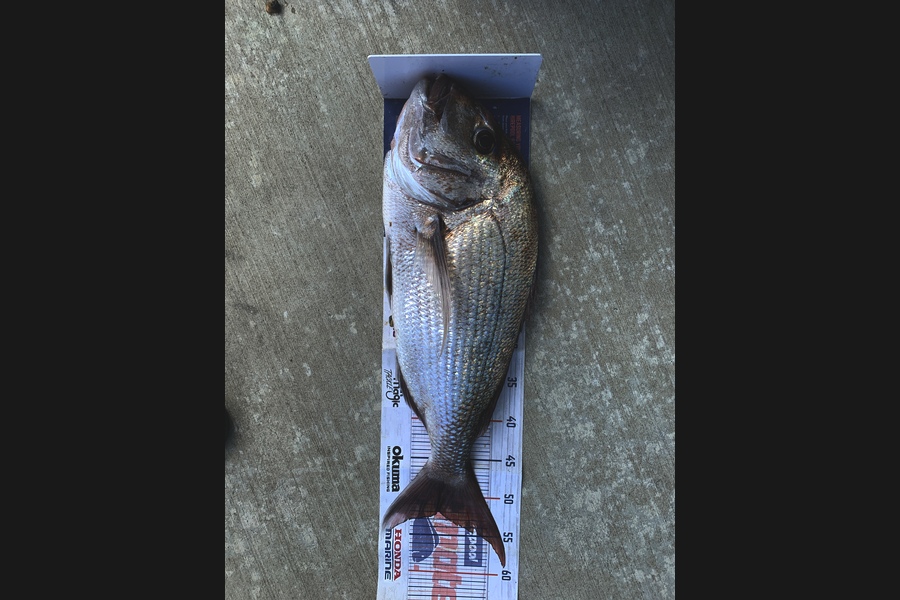 Mark Piskulic caught this 52.0cm Snapper at Northland during The Export NZ Fishing Competition